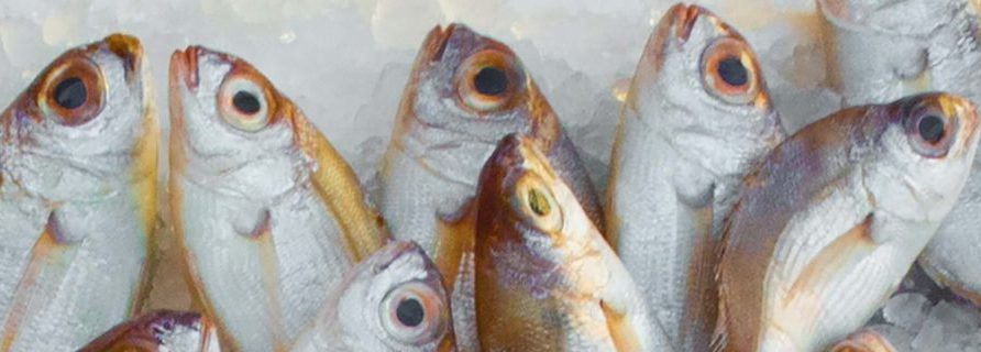 comment faire un beau rayon poissonnerie