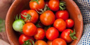 panier de tomates tenu par des gants