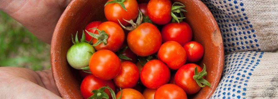 panier de tomates tenu par des gants