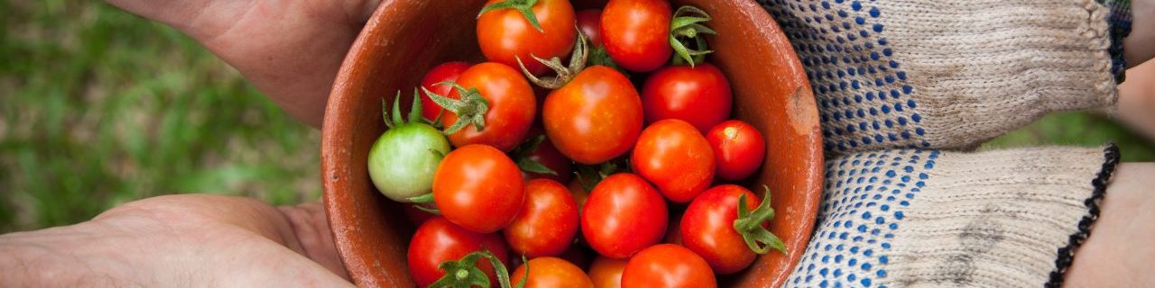 panier de tomates tenu par des gants